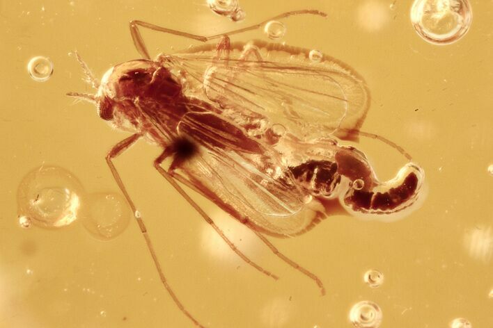 Detailed Fossil True Midge (Chironomidae) Laying Eggs in Baltic Amber #275467